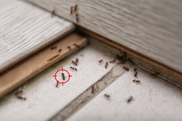 Wasp Removal Services in Gaylord, MN